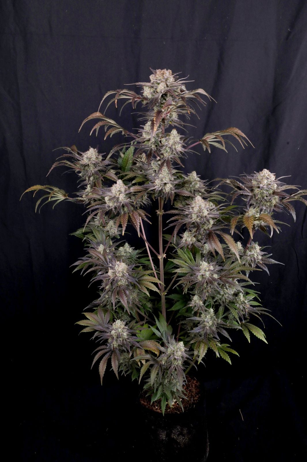 42 FastBuds - FROSTBANGER AUTO F4 - Automatic - 3 Seeds