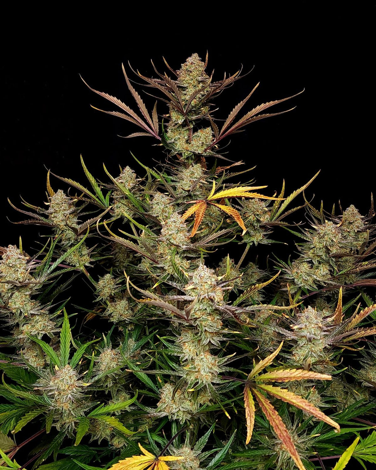42 FastBuds - APPLE STRUDEL - Automatic - 3 Seeds