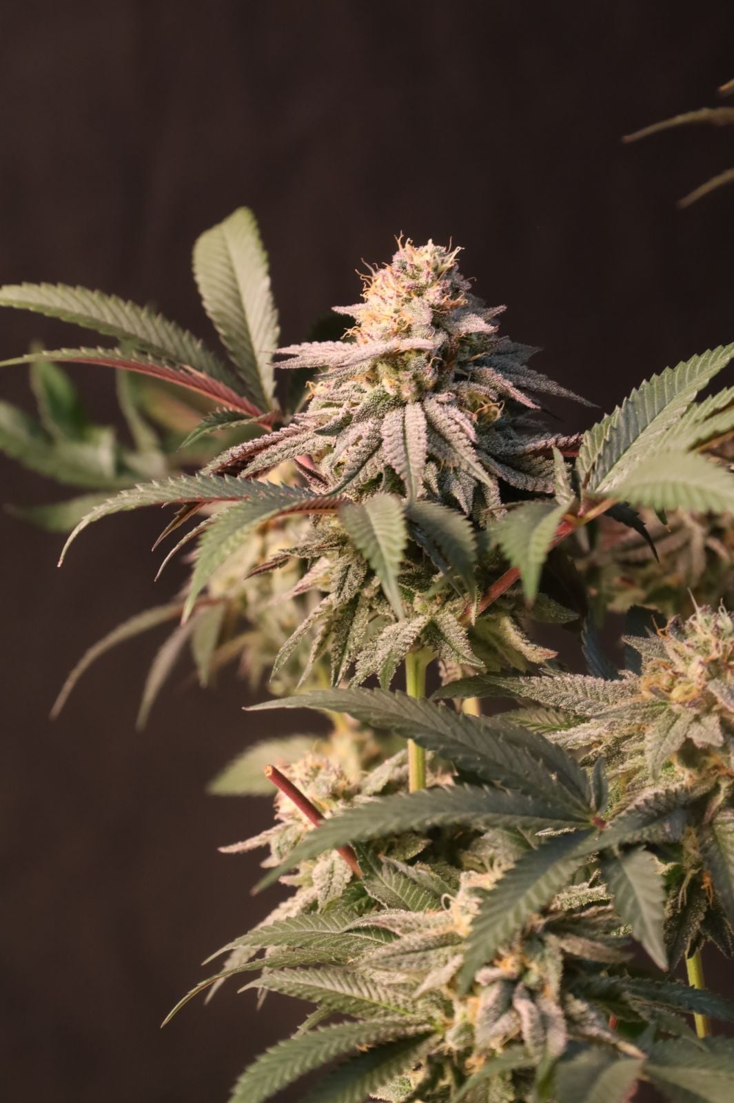 42 FastBuds - LEMON CHERRY RUNTZ - Feminized- 3 Seeds