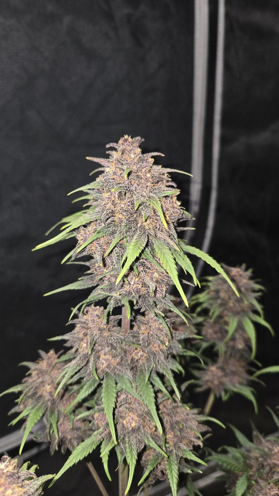 42 FastBuds - PURPLE HAZE - Automatic - 3 Seeds