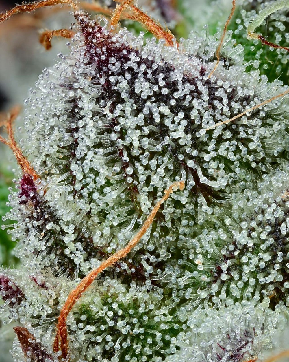 Barney's Farm x Backpackboyz - BLACK CHERRY GUSHERS - Feminized - 3 Seeds