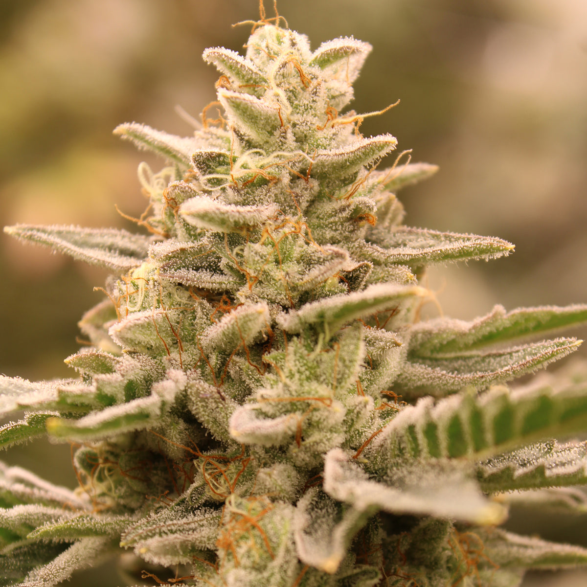Terphogz - CROWN JEWELZ - Feminized - 10 Seeds