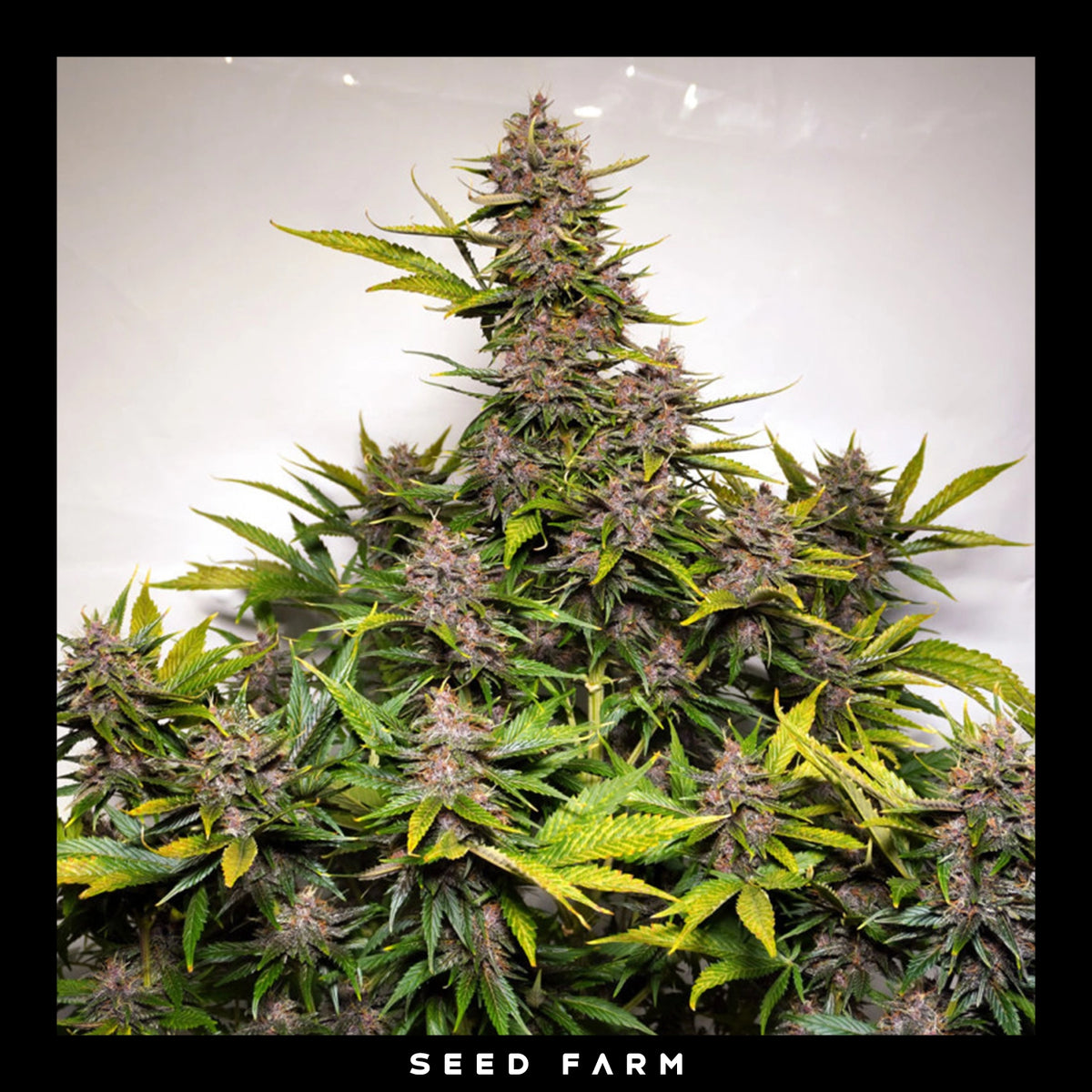 Dutch Passion, Forbidden Cherry, automatische Cannabis Samen, Blüte