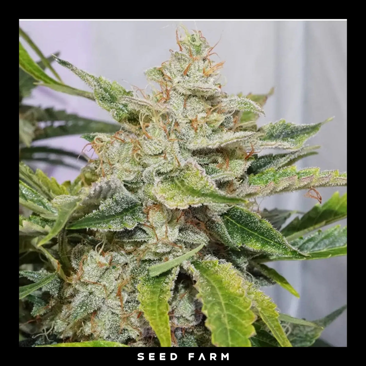 Dutch Passion, Skywalker Haze, automatische Cannabis Samen, Blüte