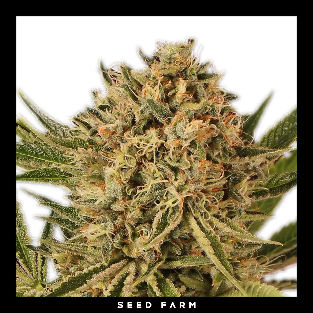 Exotic Seed Herz OG, feminisierte Cannabis Samen, Blüte