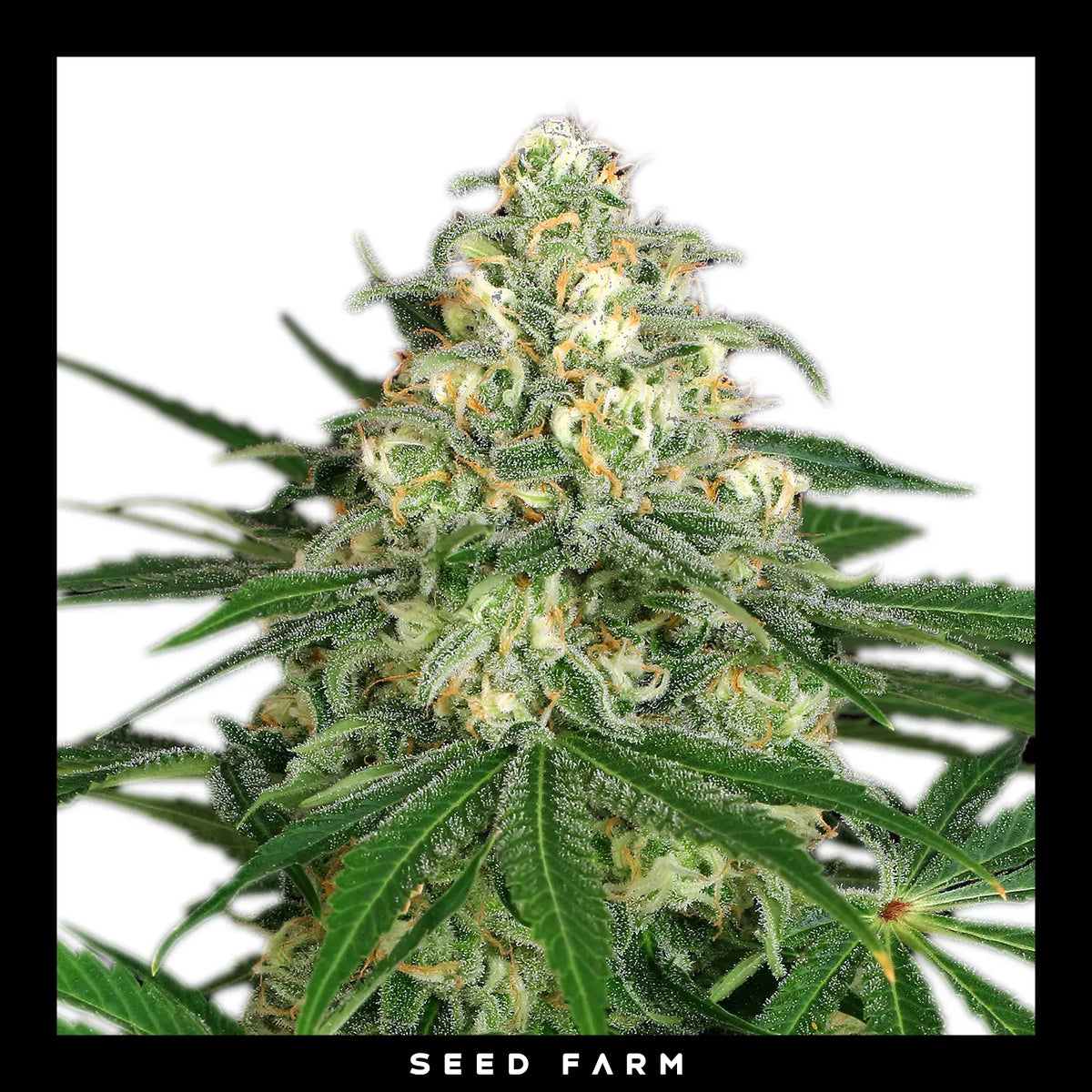 Exotic Seed Z&amp;Z, feminisierte Cannabis Samen, Blüte