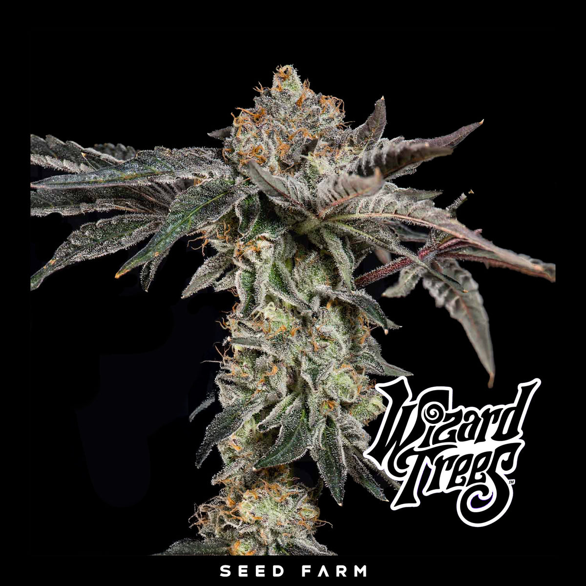 Wizard Trees - FINE PRINT - Feminized