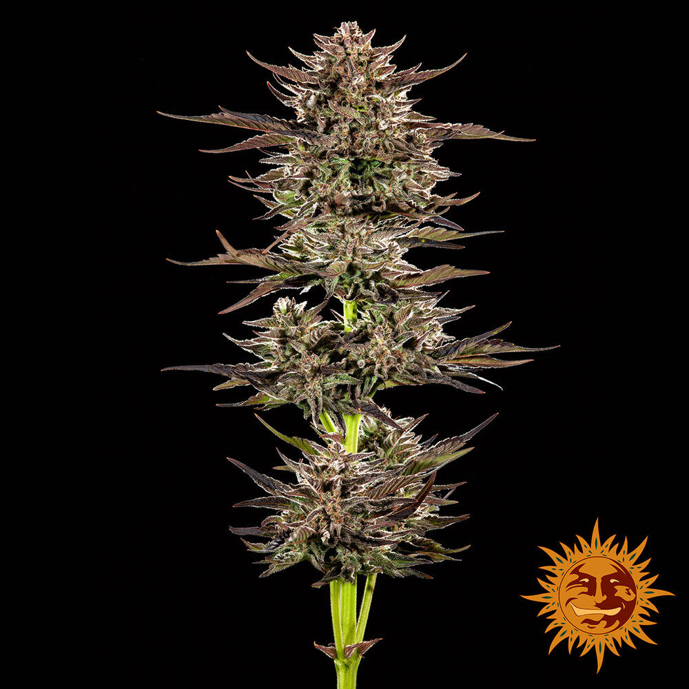 Barney's Farm - FROSTED ZINN X 3 BEARS OG  - Automatic