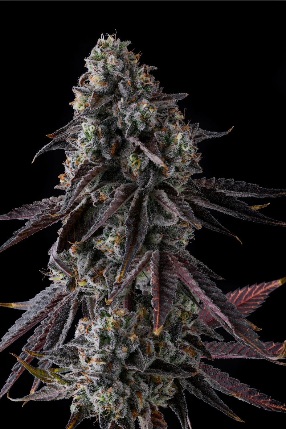 Compound Genetics - FRUIT RIOT - Feminized