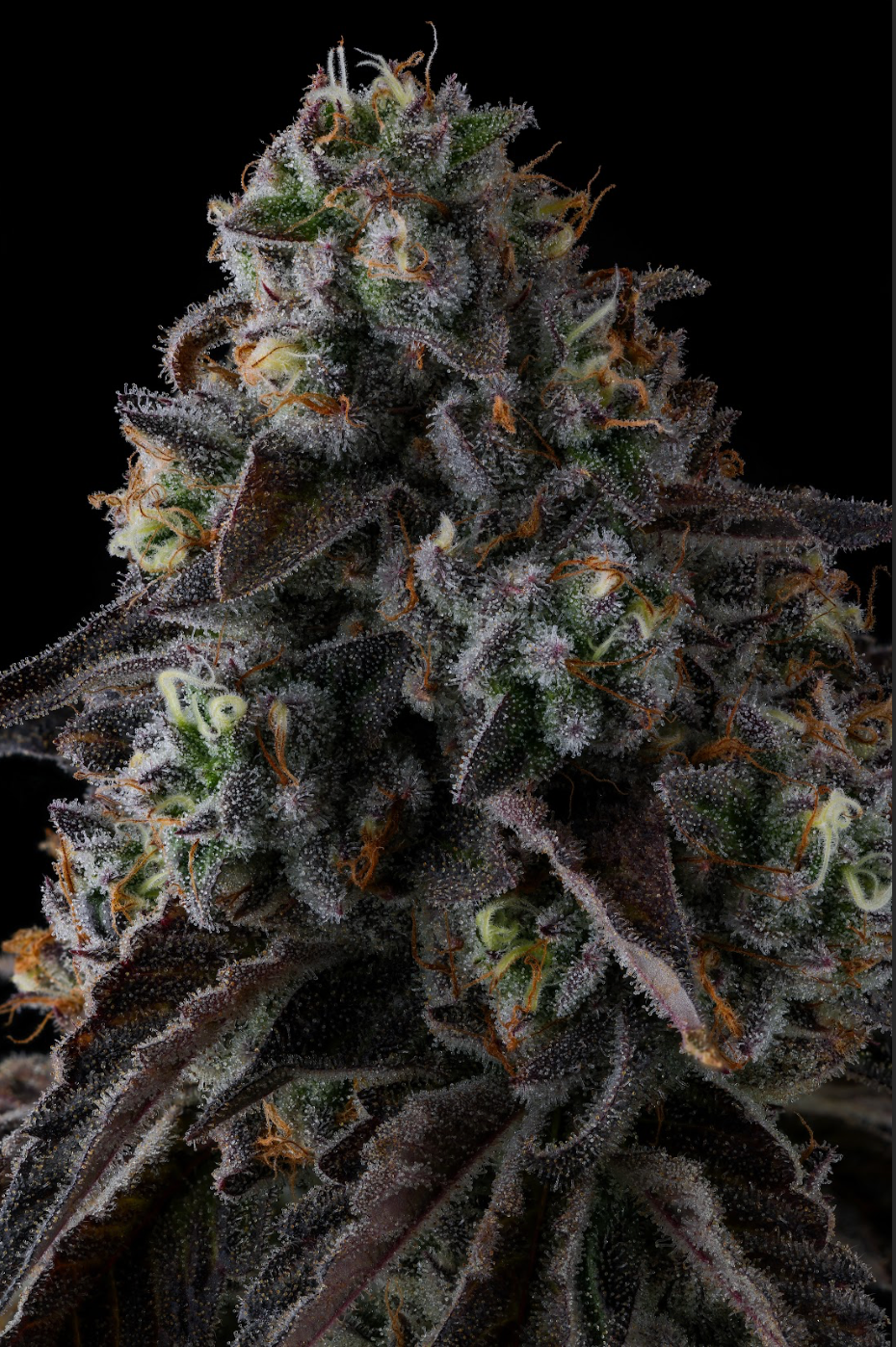 Compound Genetics - FRUIT RIOT - Feminized