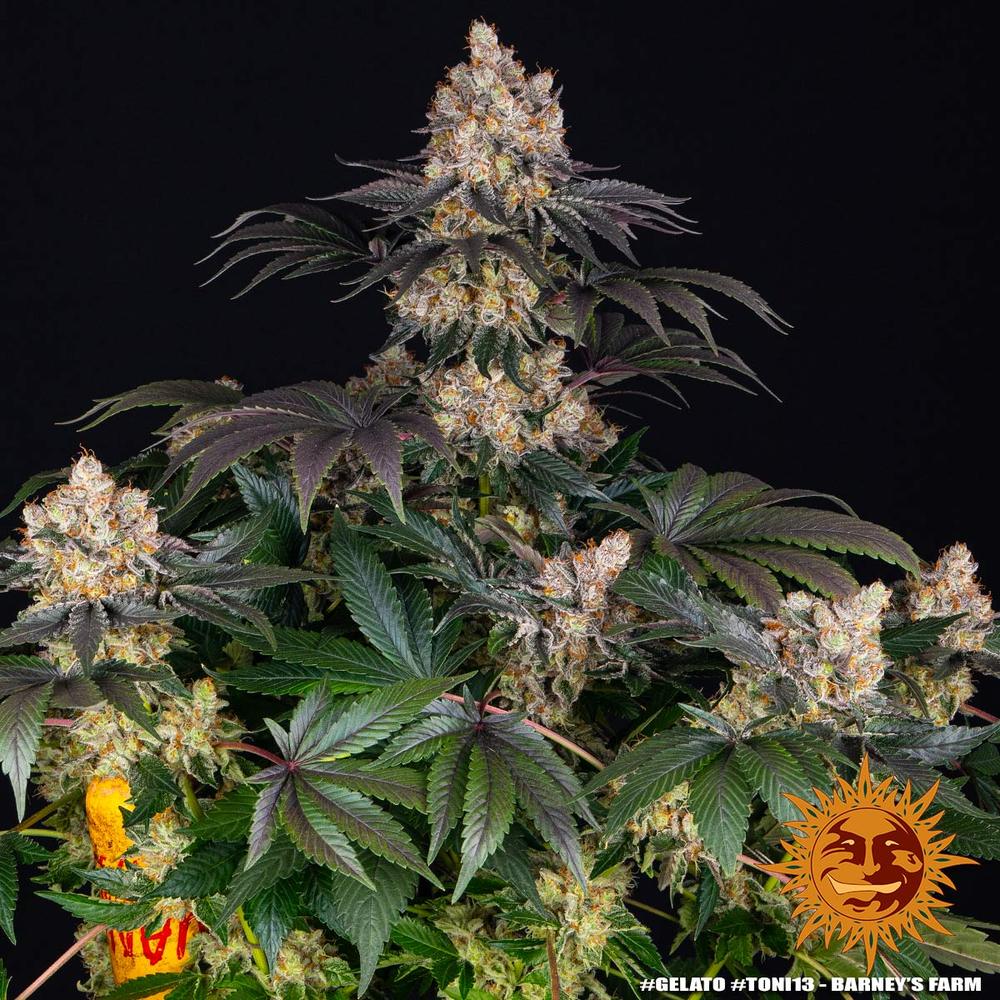 Barney's Farm - GELATO  - Feminized - 3 Seeds