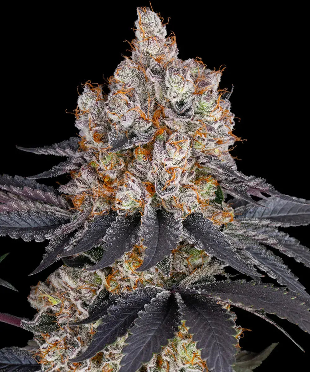 Barney's Farm - GELATO  - Feminized - 3 Seeds