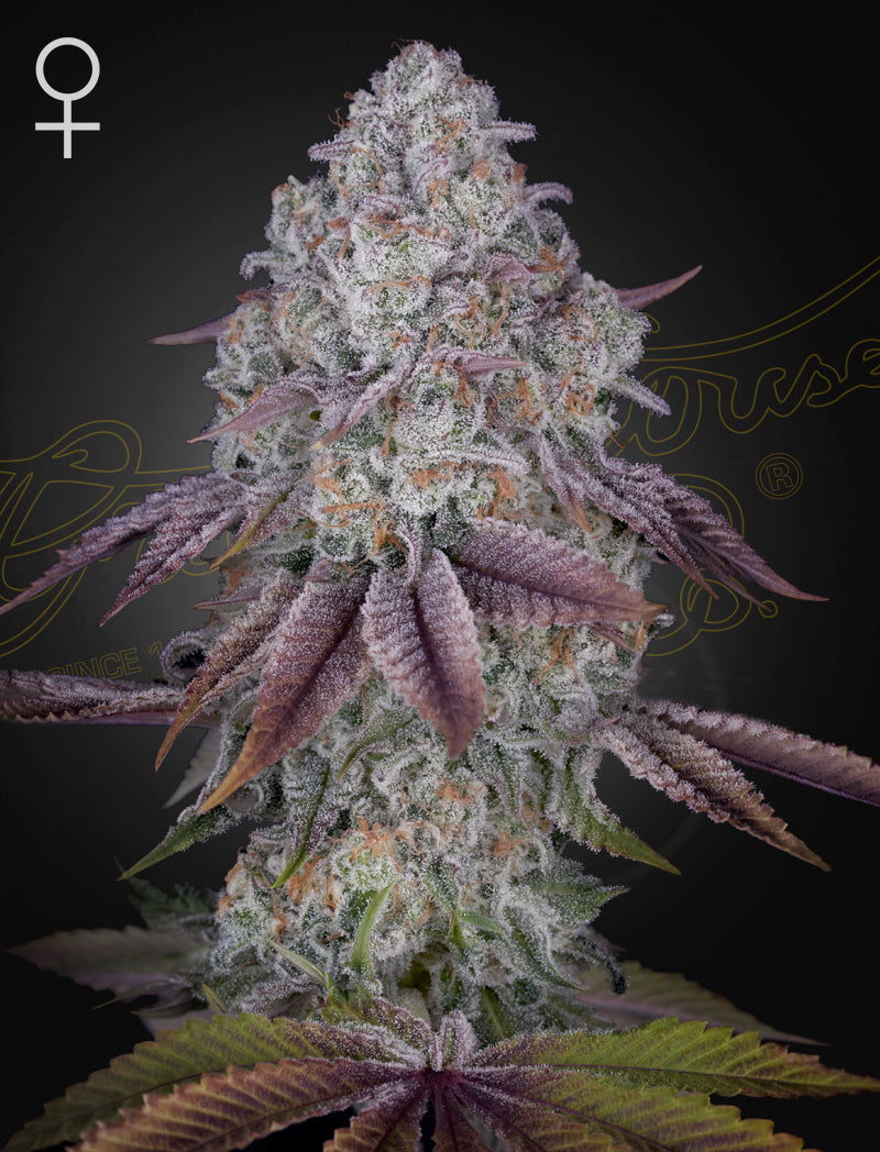 Green House Seed - Persian Pie - Feminized - 3 Seeds
