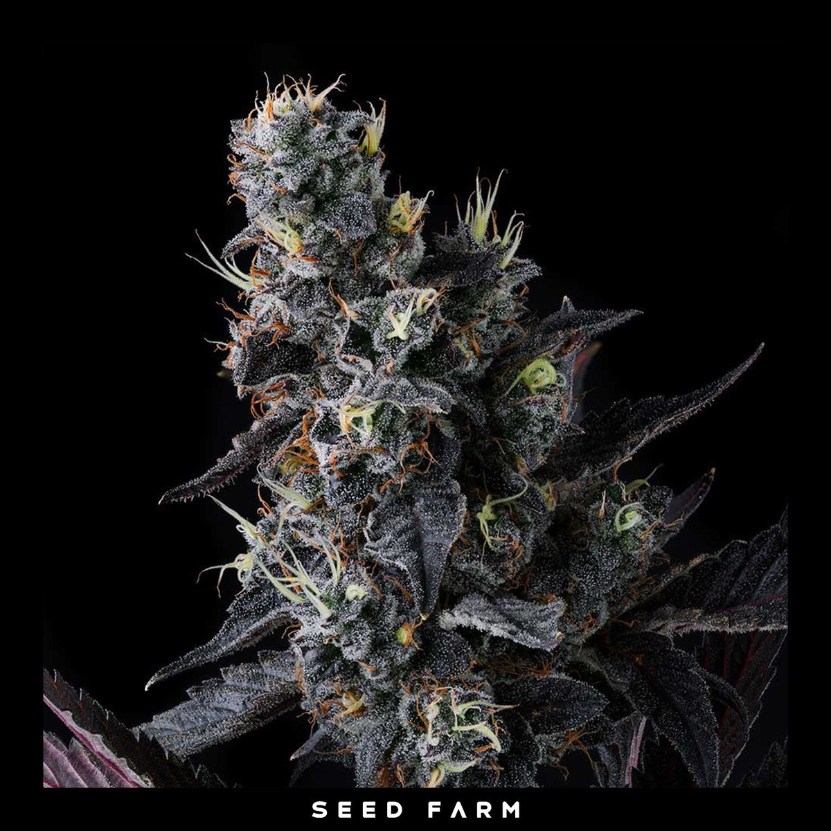 Compound Genetics - GIGGIN' GRAPES - Feminized