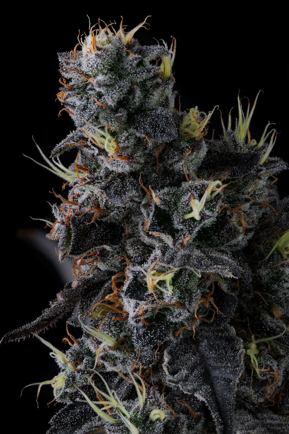 Compound Genetics - GIGGIN' GRAPES - Feminized