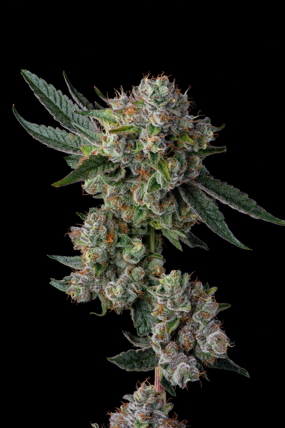 Compound Genetics - GLUE 31 - Feminized