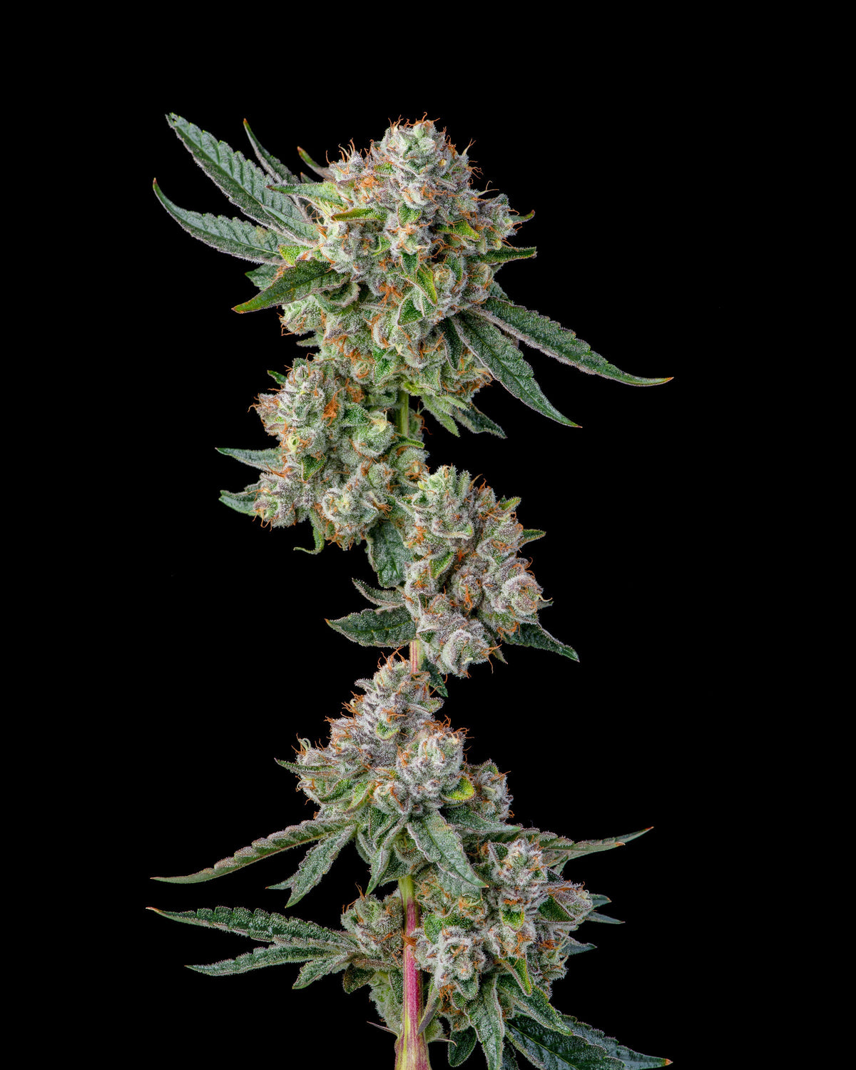 Compound Genetics - GLUE 31 - Feminized