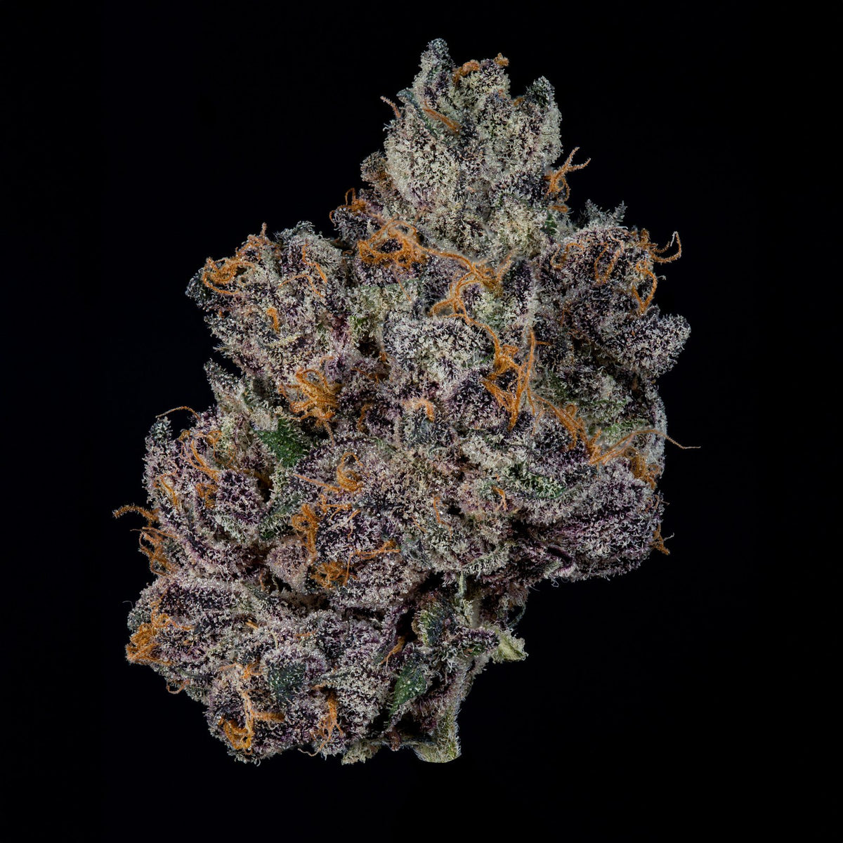 Wizard Trees - GRAND PRIXX - Feminized