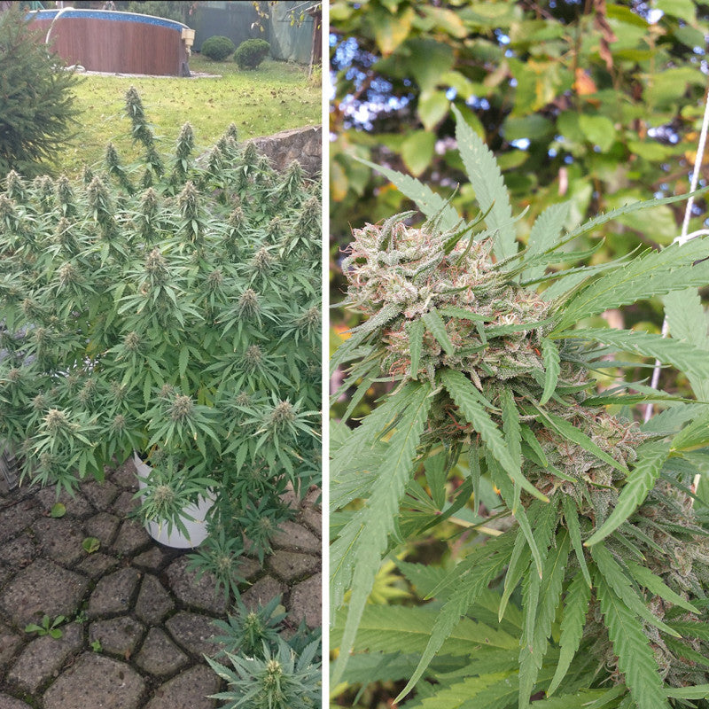 Dutch Passion - ORANGE BUD - Feminized