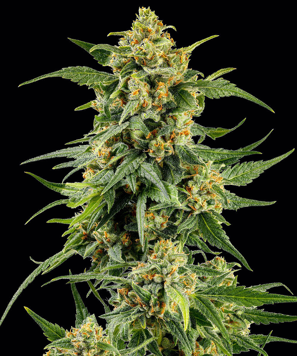 Barney's Farm - SKUNK #1  - Feminized - 3 Seeds