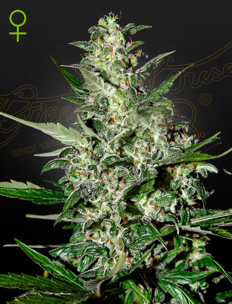 Green House Seed - SUPER CRITICAL - Automatic