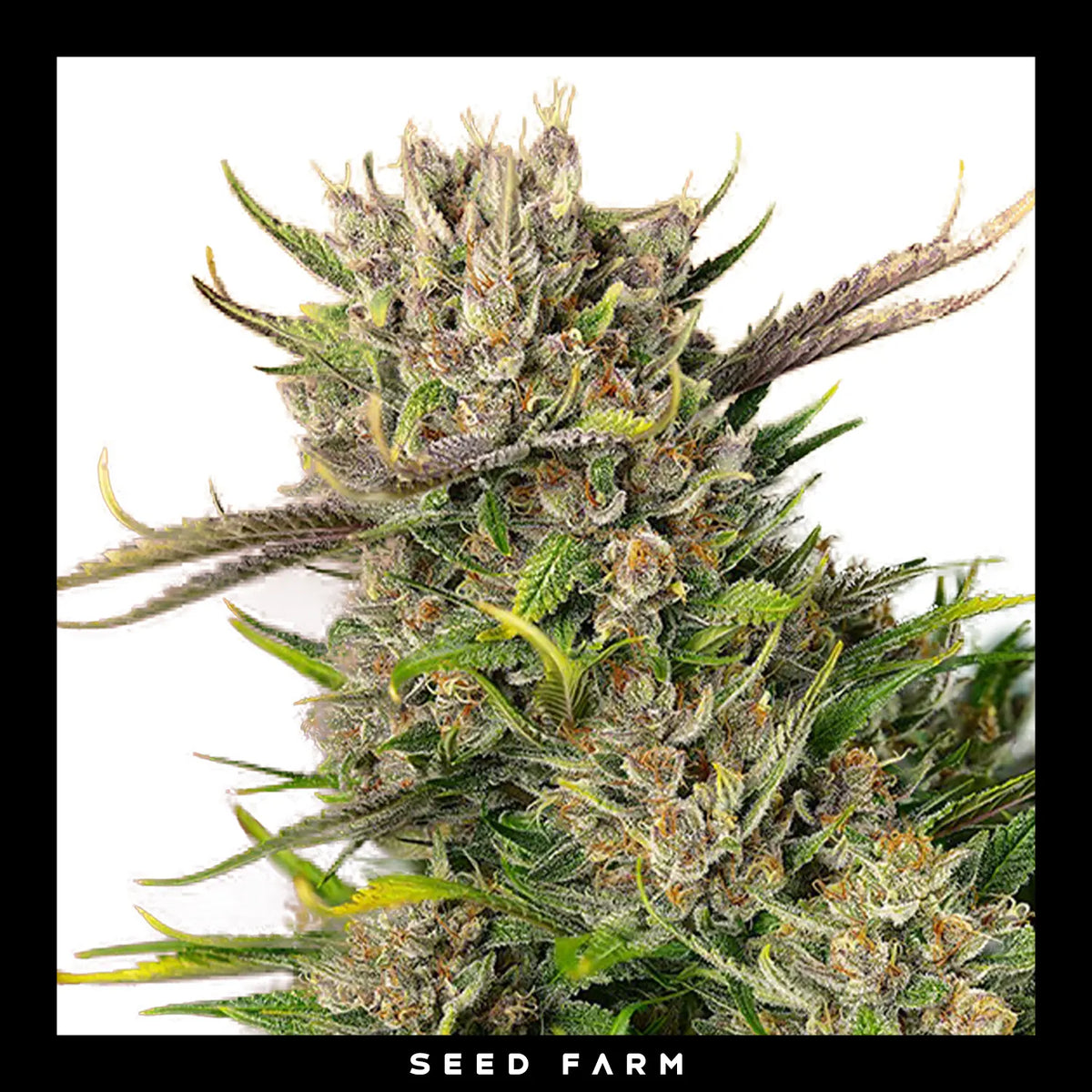 Sweet Seeds, Papaya Zoap, automatische Cannabis Samen, Blüte