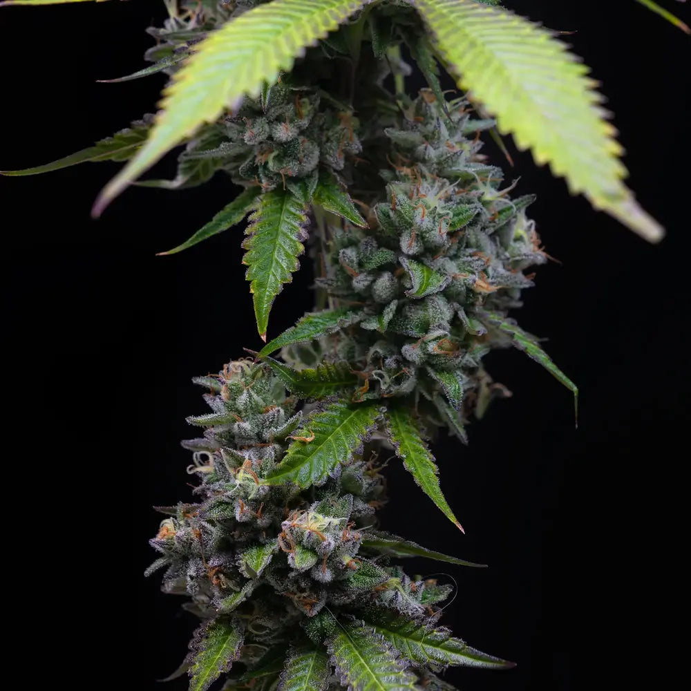 Barney's Farm - ZOAP  - Feminized - 3 Seeds